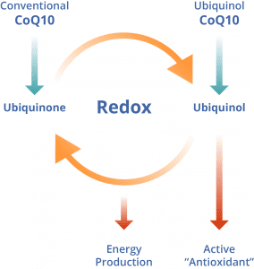 CoQ10 infographic